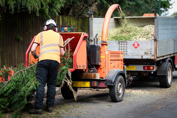 Palm Tree Trimming